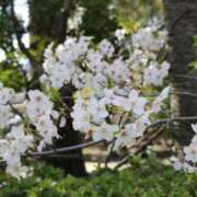 ヒメ日記 2026/04/06 20:44 投稿 【菊池 もか】 梅田ムチSpa女学院