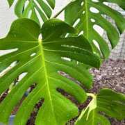 ヒメ日記 2025/10/01 12:20 投稿 しぐれ 熟女の風俗最終章 相模原店