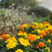 ヒメ日記 2025/10/02 19:20 投稿 しぐれ 熟女の風俗最終章 相模原店