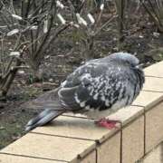 ヒメ日記 2025/10/22 15:20 投稿 しぐれ 熟女の風俗最終章 相模原店