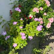 ヒメ日記 2025/10/24 13:20 投稿 しぐれ 熟女の風俗最終章 相模原店