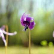 ヒメ日記 2025/10/27 07:20 投稿 しぐれ 熟女の風俗最終章 相模原店