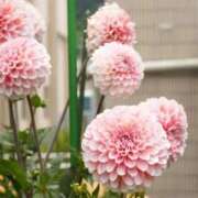 ヒメ日記 2025/10/30 10:10 投稿 しぐれ 熟女の風俗最終章 相模原店