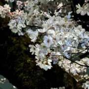 しぐれ 合言葉💕 熟女の風俗最終章 相模原店