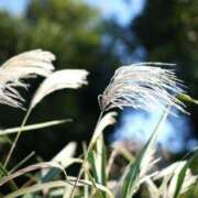 ヒメ日記 2025/10/03 11:35 投稿 しぐれ 熟女の風俗最終章 町田店