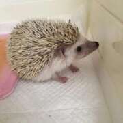 ヒメ日記 2025/10/30 12:23 投稿 しぐれ 熟女の風俗最終章 町田店