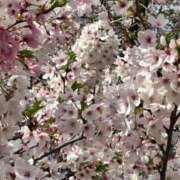 しぐれ 合言葉✨ 熟女の風俗最終章 町田店