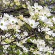 ヒメ日記 2026/04/18 13:10 投稿 しぐれ 熟女の風俗最終章 町田店