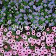 ヒメ日記 2025/10/28 12:23 投稿 もえ 逢って30秒で即尺