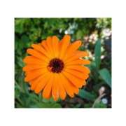 ヒメ日記 2025/10/13 22:56 投稿 守屋 熟女の風俗最終章　鶯谷店