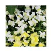 ヒメ日記 2025/10/26 19:36 投稿 守屋 熟女の風俗最終章　鶯谷店