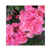 ヒメ日記 2025/11/03 19:00 投稿 守屋 熟女の風俗最終章　鶯谷店