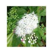 ヒメ日記 2025/11/08 22:06 投稿 守屋 熟女の風俗最終章　鶯谷店