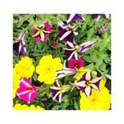 ヒメ日記 2025/11/13 03:06 投稿 守屋 熟女の風俗最終章　鶯谷店