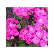 ヒメ日記 2025/11/22 23:06 投稿 守屋 熟女の風俗最終章　鶯谷店