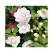 守屋 ありがとうございました✨ 熟女の風俗最終章　鶯谷店