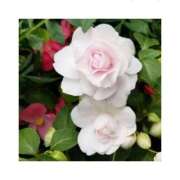 ヒメ日記 2026/01/03 22:16 投稿 守屋 熟女の風俗最終章　鶯谷店