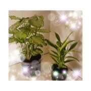 ヒメ日記 2026/01/04 16:26 投稿 守屋 熟女の風俗最終章　鶯谷店