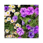 ヒメ日記 2026/01/05 00:06 投稿 守屋 熟女の風俗最終章　鶯谷店