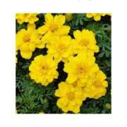 ヒメ日記 2026/01/22 21:16 投稿 守屋 熟女の風俗最終章　鶯谷店