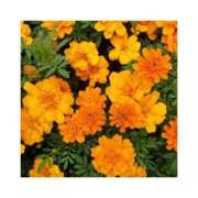 ヒメ日記 2026/02/06 19:46 投稿 守屋 熟女の風俗最終章　鶯谷店