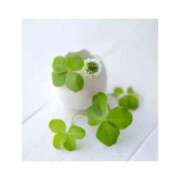 ヒメ日記 2026/02/09 17:26 投稿 守屋 熟女の風俗最終章　鶯谷店