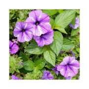 ヒメ日記 2026/02/09 21:06 投稿 守屋 熟女の風俗最終章　鶯谷店