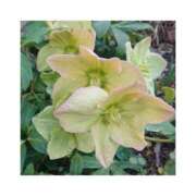 ヒメ日記 2026/02/15 18:49 投稿 守屋 熟女の風俗最終章　鶯谷店