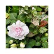 ヒメ日記 2026/02/17 20:46 投稿 守屋 熟女の風俗最終章　鶯谷店