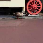 ヒメ日記 2025/10/25 20:48 投稿 まり 萌えカワ