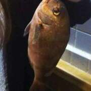 ヒメ日記 2026/03/30 18:27 投稿 石川★(二輪車可) プリマドンナ