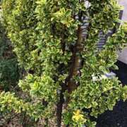 ヒメ日記 2026/04/06 16:36 投稿 かなお 甲府人妻隊