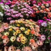 ヒメ日記 2025/09/29 15:50 投稿 遠藤ゆい 月の真珠-五反田-