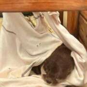 ヒメ日記 2025/09/30 14:20 投稿 遠藤ゆい 月の真珠-五反田-