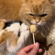 ヒメ日記 2025/10/28 08:55 投稿 しゅりな バイオレンス