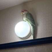 ヒメ日記 2025/11/16 13:35 投稿 はな スピードエコ難波店