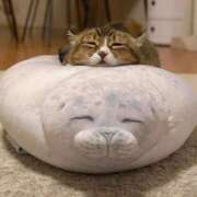 ヒメ日記 2025/10/19 13:19 投稿 みれい 熊谷人妻城