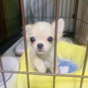 ヒメ日記 2026/04/07 17:37 投稿 恵美(めぐみ) 人妻最後の砦 小山店