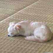 ヒメ日記 2026/04/09 13:02 投稿 恵美(めぐみ) 人妻最後の砦 小山店