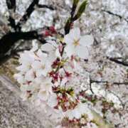 ヒメ日記 2026/04/14 09:32 投稿 恵美(めぐみ) 人妻最後の砦 小山店