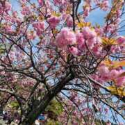 ヒメ日記 2026/04/28 09:53 投稿 恵美(めぐみ) 人妻最後の砦 小山店