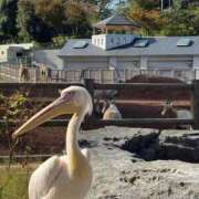 ヒメ日記 2025/11/04 18:47 投稿 れな プリコレ（PRINCESS COLLECTION）