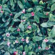 ヒメ日記 2026/02/23 18:25 投稿 ひとみ 熟女の風俗最終章 町田店