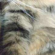 ヒメ日記 2025/10/01 23:14 投稿 羽舞まゆな 手コキ研修塾