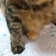 羽舞まゆな 下校報告と猫 手コキ研修塾