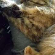 ヒメ日記 2026/03/18 23:04 投稿 羽舞まゆな 手コキ研修塾