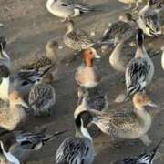 ヒメ日記 2026/01/29 10:29 投稿 月乃　ひいろ イラマチーオ新宿店