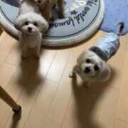 ヒメ日記 2026/01/26 02:19 投稿 月乃　ひいろ SM東京　新宿店