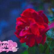 ヒメ日記 2025/09/22 00:54 投稿 べにお 熟女の風俗最終章 仙台店