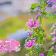 ヒメ日記 2025/11/23 08:48 投稿 べにお 熟女の風俗最終章 仙台店